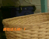 萌到心头的萌物