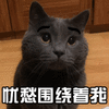 猫 萌宠 喵星人 忧愁围绕着我 伤心 soogif soogif出品