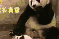 搞笑动物 厉害 66
