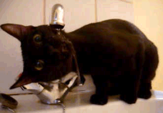 猫咪 喝水 可爱 黑色