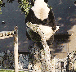 熊猫 国宝 爬树 掉下来