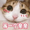 猫 萌宠 喵星人 等一个亲亲