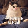 萌宠 猫星人 不知道聊什么 劈个叉吧 呆萌 可爱