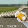 专业表情包 专用表情包 搞怪 逗