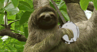 树懒 sloth 班卓琴 弹奏