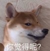 萌宠 汪星人 你觉得呢 生气 呆萌 可爱