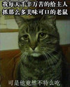 猫 无神 动物 搞笑