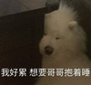 萌宠 汪星人 我好累 想要哥哥抱着睡 呆萌 可爱