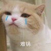 萌宠 猫星人 难受 哭泣 呆萌 可爱