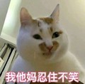 猫咪 可爱 毛茸茸 我他妈忍住不笑