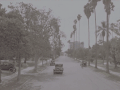 开车 吉普车 棕榈树