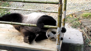 国宝 熊猫 可爱  翻滚