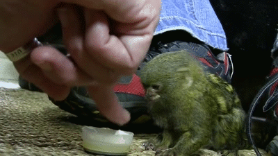 猴子 吃东西 可爱