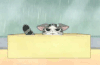 猫咪 盒子 下雨 可怜