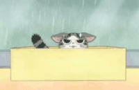 猫咪 盒子 下雨 可怜