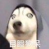 萌宠 汪星人 目瞪狗呆 惊讶 呆萌 可爱