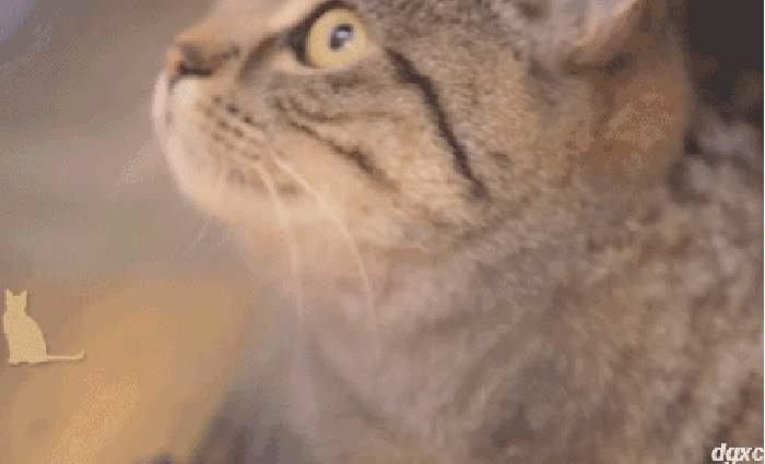 瞪眼 小猫 惊讶 转头