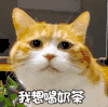 萌宠 猫星人 我想喝奶茶 委屈 呆萌 可爱