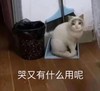 萌宠 猫星人 哭又有什么用呢 可怜 呆萌 可爱