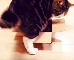 动物 猫咪 盒子 窝下