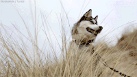 哈士奇 Siberian husky 二哈 霸气