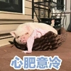 萌宠 小猪 心肥意冷 无辜 呆萌 可爱