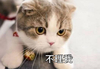 萌宠 猫星人 不理我 委屈 呆萌 可爱