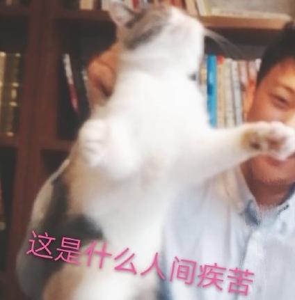 吸猫时间到 搞笑 可爱 萌宠 喵星人
