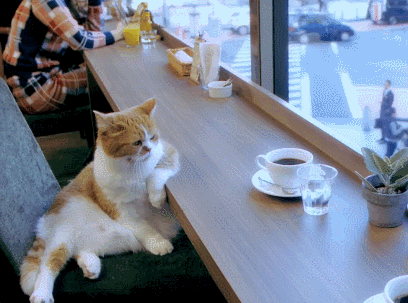 猫咪看风景喝咖啡椅子gif动图_动态图_表情包下载_soo
