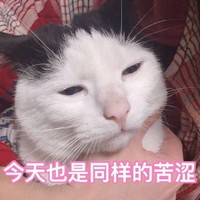 萌宠 喵星人 今天也是同样的苦涩 生无可恋 憨憨 可爱