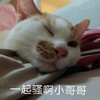 萌宠 猫星人 一起骚啊 小哥哥 呆萌 可爱