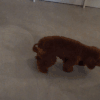 贵宾犬 poodle 狗  要吃的