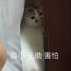 萌宠 喵星人 弱小无助害怕 可怜兮兮 呆萌 搞怪