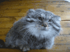 猫咪 可爱 好馋啊 搞笑