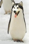 企鹅 狗狗 搞笑 雷人 恶搞