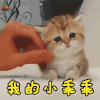 萌宠 猫 英短 我的小乖乖 卖萌 soogif soogif出品
