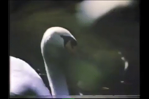 天鹅, 80年代, 佛罗里达, 奥兰多 主题公园,