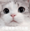 萌宠 喵星人 小猫咪能有什么错 啥也不知道 呆萌 可爱
