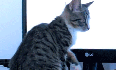 猫咪 玩耍 萌宠 显示器