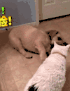 汪星人 二哈 狗子 狗狗