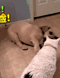 汪星人 二哈 狗子 狗狗