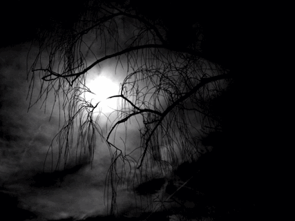 月亮 moon 实景 诡异 恐怖 树影