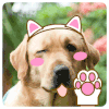 神犬小七 狗 小七 可爱