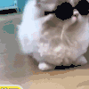 萌宠 猫咪 戴着眼镜