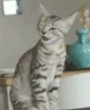 猫咪 表情 搞笑 可爱