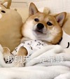 萌宠 汪星人 我明天一定早睡 困了 呆萌 可爱