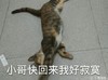 喵,小哥快回来,我好寂寞, 喵星人  猫主子