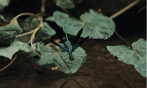 乡上的声音 宅人食堂 展翅 池塘 纪录片 美 荷叶 蜻蜓