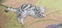 猫咪 可爱 萌宠 喵星人