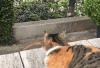 猫咪 猫 喵星人 宠物 萌宠 搞笑